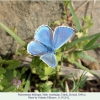 polyommatus bellargus talysh male2